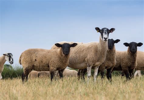 North Of England Mule Suffolk Cross The Ideal Lamb Suffolk Sheep Society