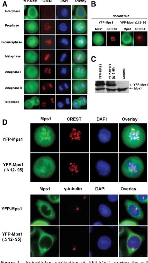 Figure 1 From Regulation Of Kinetochore Recruitment Of Two Essential