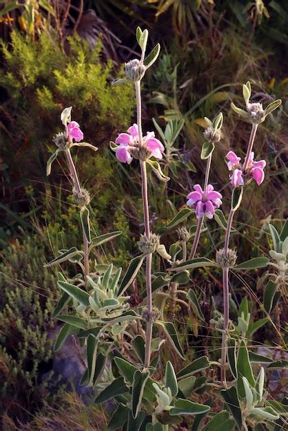 Flores Rosadas Inusuales De Primavera Phlomis Purpurea De Cerca