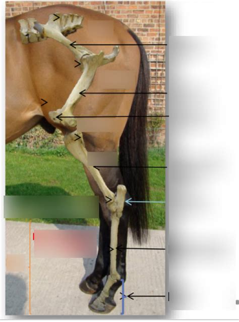 Overview Of Equine Hindlimb Diagram Quizlet