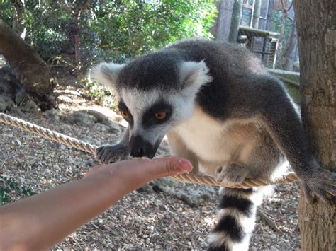 Menorca Buses and Services | from Airport | Routes and Timetables 2026