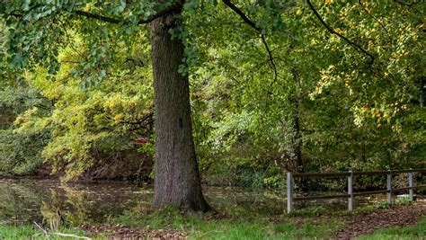 Teich 191 L Bad Nauheim Hessen Germany Vitalij Sosna Flickr