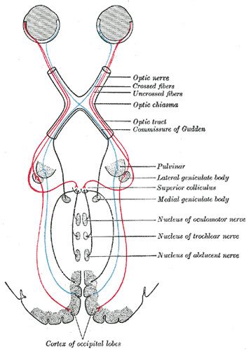 Figure Central Connections Of The Optic StatPearls NCBI Bookshelf