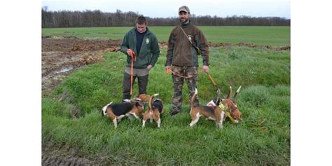 Serrigny en Bresse Le brevet de chasse dans la voie du lièvre a été