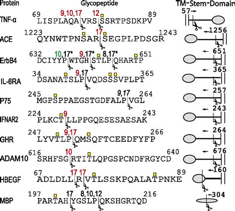 A Systematic Study Of Modulation Of ADAM Mediated Ectodomain Shedding