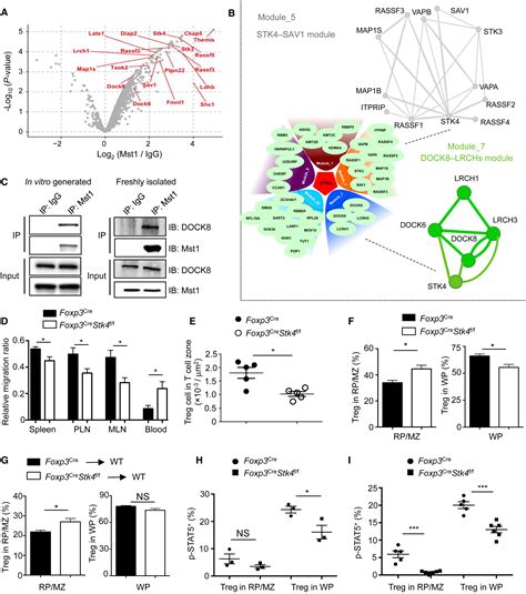 Hippo Kinases Mst And Mst Sense And Amplify Il R Stat Signaling In