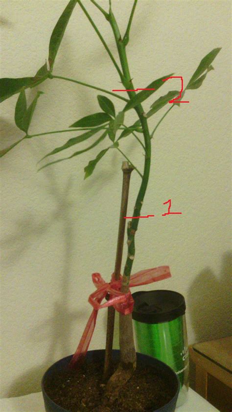 Money Tree Propagation Question