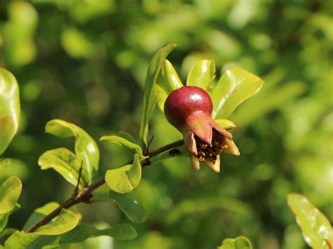 Zwerg Granatapfel Nana Punica Granatum Nana Baumschule Horstmann