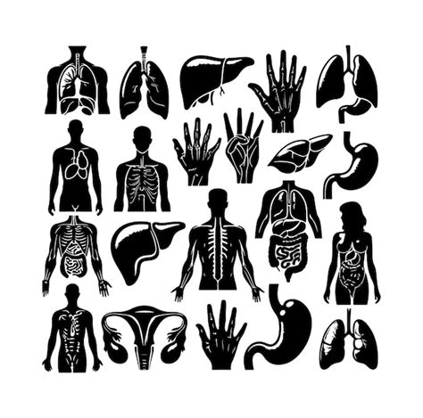 Premium Vector Human Organ Collection Silhouette Internal Isolated