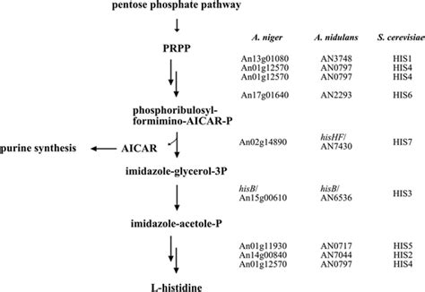 Pathway Of Histidine Biosynthesis In A Niger According To The Kegg