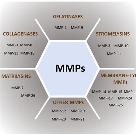 The Classification Of MMPs Based On Their Substrate Specificity