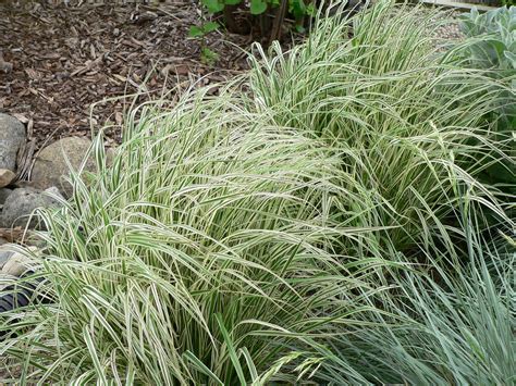 Calamagrostis Overdam Feather Reed Grass Variegated Sh Flickr