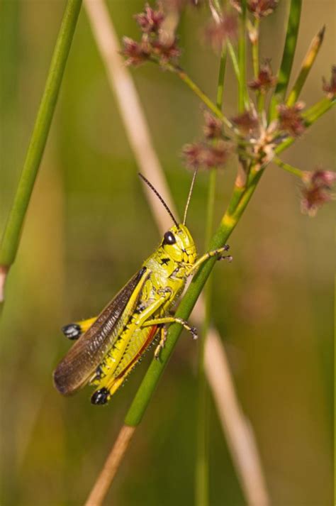 Photo Criquet ensanglanté Stethophyma grossum Observations be