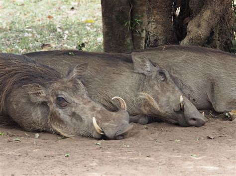 The Online Zoo - Common Warthog