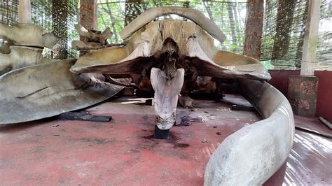 15 Year Old Skeleton Of Whale Found In Private Farm In Kasaragod The