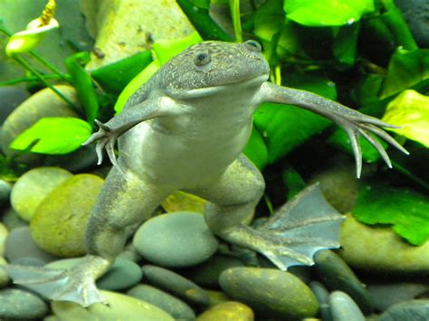 Lab Frog Xenopus Laevis Genome Sequence Shows Eurekalert 42 Off