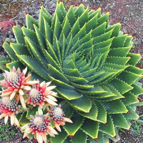 Aloe Polyphylla - Spiral Aloe – Smart Seeds Emporium