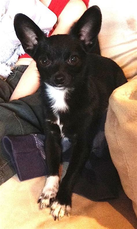 21062013 Missing Oreo Is A Black Chihuahua 1 Year Old He Run Away