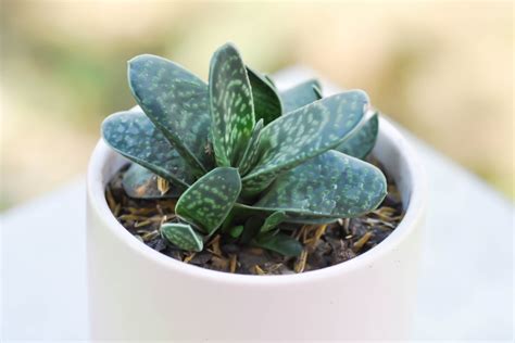 10 Best Low Light Succulents For Growing Indoors Garden