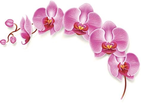 Royalty Free Orchid Clip Art Vector Images And Illustrations Istock