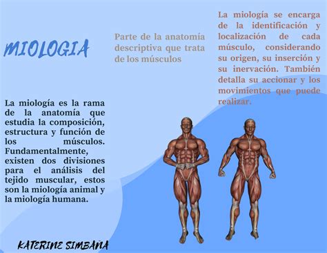 Miologia Simba A Todo Sobre Las Articulaciones Del Cuerpo Humano