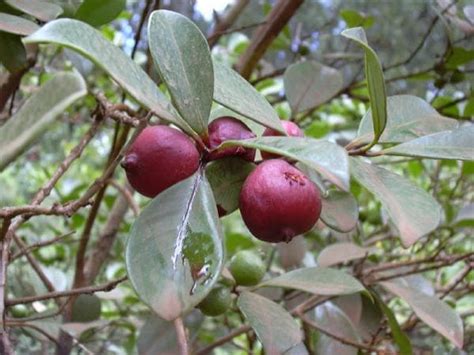 27 Types Of Guava Trees History Varieties Identification Guide