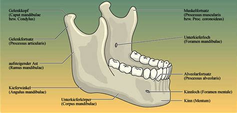 Der Unterkiefer Mandibula Ist über Das Kiefergelenk Beweglich Mit Dem