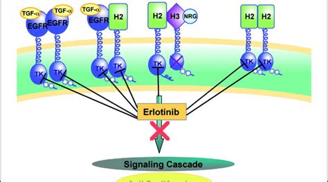 Erlotinib: what is the basic mechanism? | Fedrom.org