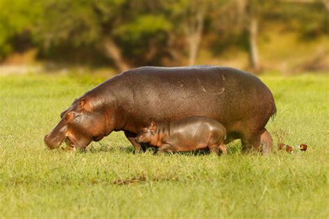 Hippo Tail Stock Photos, Pictures & Royalty-Free Images - iStock