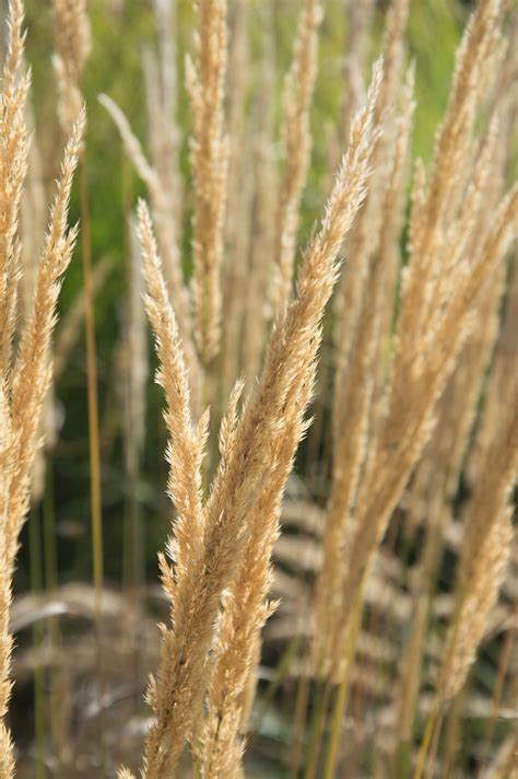 Garten Navi Garten Reitgras Calamagrostis X Acutiflora Karl F Rster