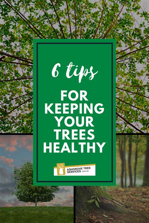 6 Tips For Keeping Your Trees Healthy ATS Tree Pruning And Tree