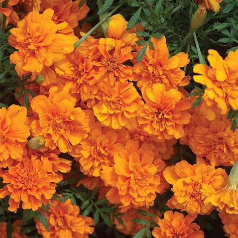 Altman Plants 165 Pint Orange French Marigold Plant 6 Pack 66832 The Home Depot