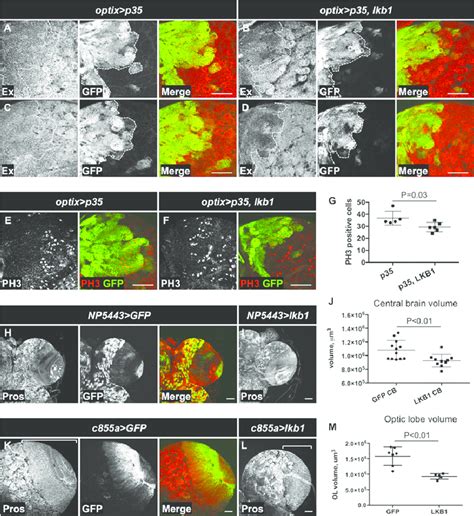 LKB1 Reduces Yki Target Gene Expression And Growth In The CB AD