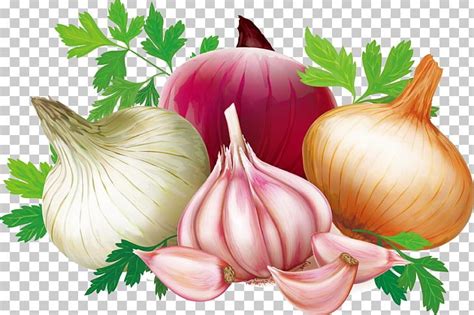 Shallot Quercetin Garlic Illustration Png Clipart Cartoon Garlic