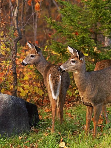 70 best Maine Wildlife images on Pinterest | Maine, Wildlife and A good ...