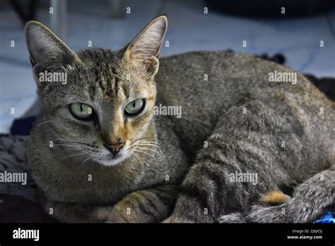 Human Cat Door Hi Res Stock Photography And Images Alamy