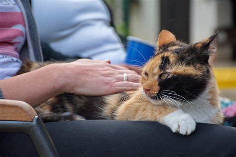 Premium Photo Portrait Of The Domestic Cat Resting In A Womans Lap