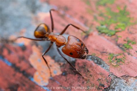 Camponotus Nicobarensis Inglourious Reptiles Flickr