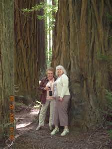 The Coastal Redwoods of California | Notes Tied On The Sagebrush