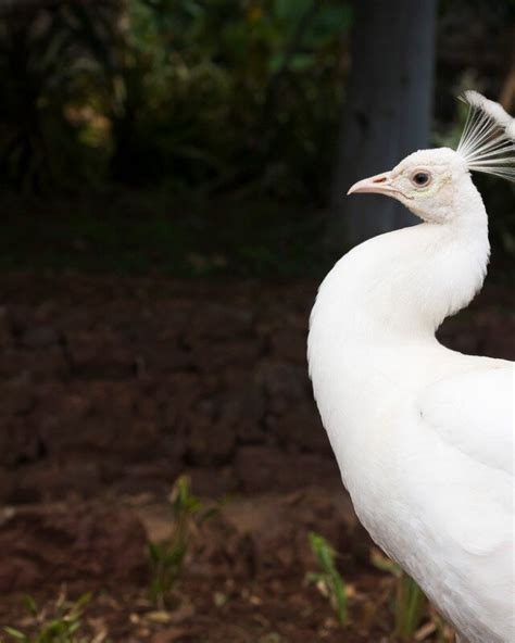 Glorioso Pakistán Rusia pavo real albino nombre cientifico entonces