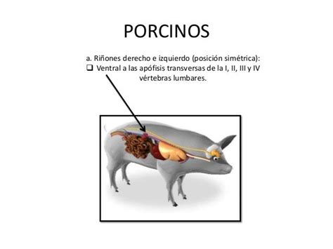 Sistema Urinario Animales