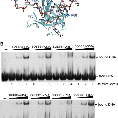 Structures Of The Soss Complex In Isolation And In Complex With Ssdna