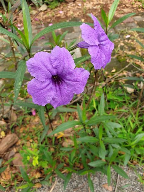 Purple Crown Flower Two King Stock Image Image Of Flower King 222027869