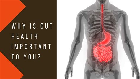 Why Is Gut Health Important To You Gods Way To Wellness