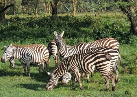 Habitat Da Zebra Mundo Ecologia