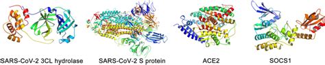 3-Dimensional structure diagram of target protein. ACE2, angiotensin ...