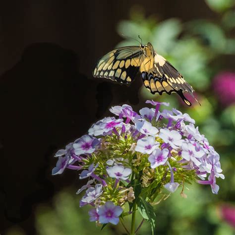 Fly Over Giant Swallowtail Butterfly Fay Stout Flickr