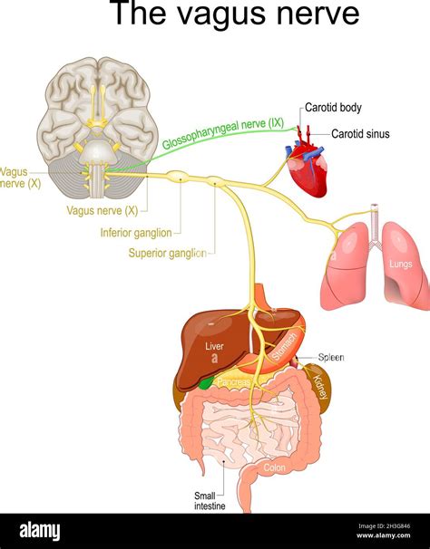 Vagus Nerve Parasympathetic Nervous System Medical Diagram Vector