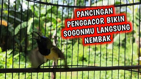 Pancingan Panggilan Sogon Gacor Ini Bikin Semua Sogon Auto Nyaut