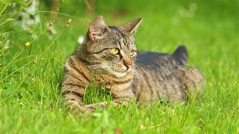 Kucing Domestik Satwa Rumput Musim Foto Gratis Di Pixabay Pixabay